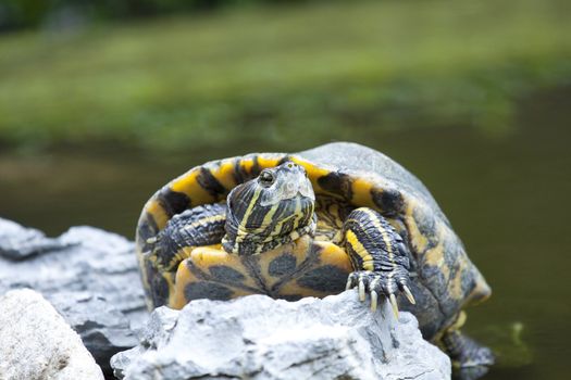 Tortoise on stone taking rest