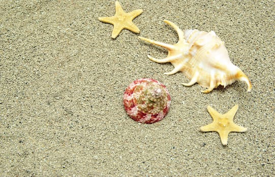 starfish and shells on the beach