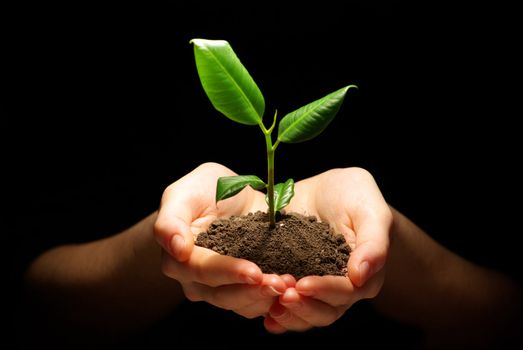 Hands holding plant in soil on black