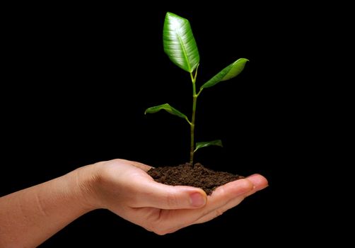 Hands holding plant in soil on black