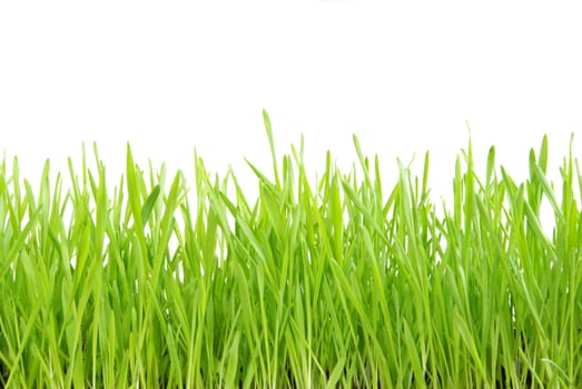Green grass isolated on white background