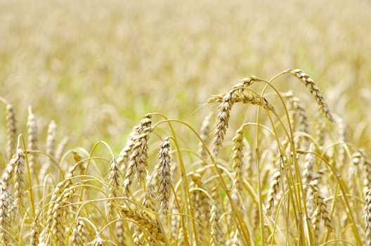 golden wheat field in summer