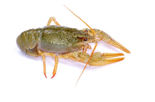 crawfish on a white background