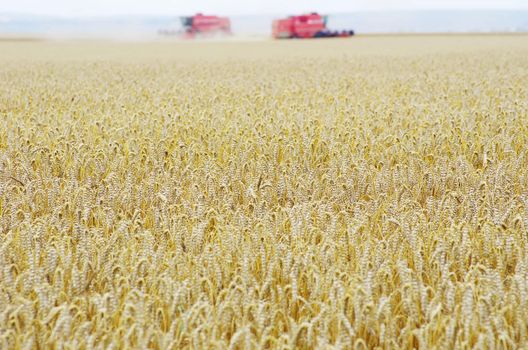 A wheat field being harvested