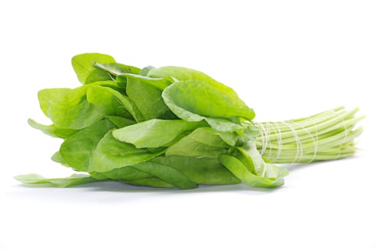 fresh sorrel isolated on white background