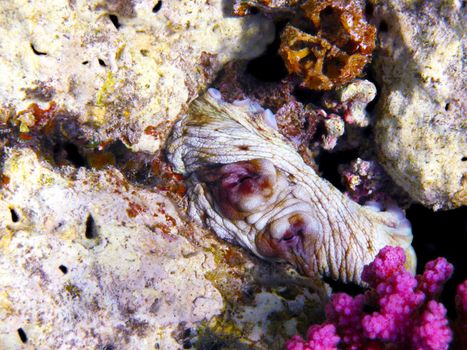 Octopus in Red sea, Abu Dabab, Egypt