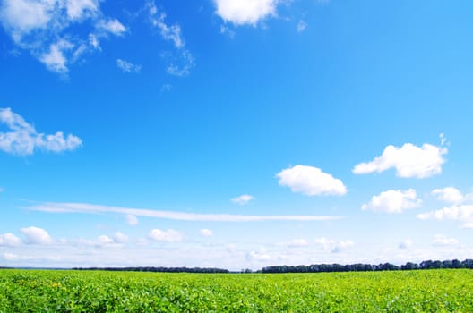 green field and blue sky