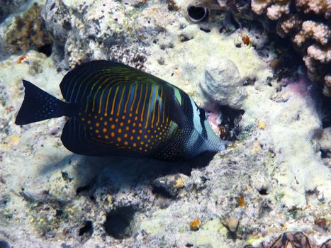 Red Sea sailfin tang and coral reef