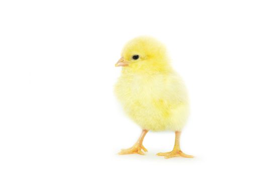 Cute little baby chicken isolated on white background