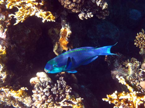 Rusty parrotfish and coral reef in Red sea