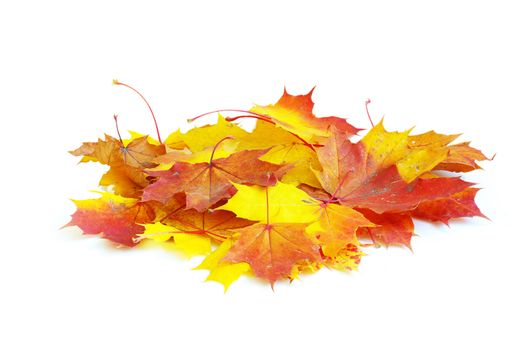 autumn maple leafs isolated on a white 