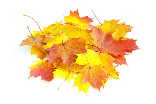 autumn maple leafs isolated on a white 