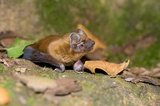 Bat portrait in the autumn.      