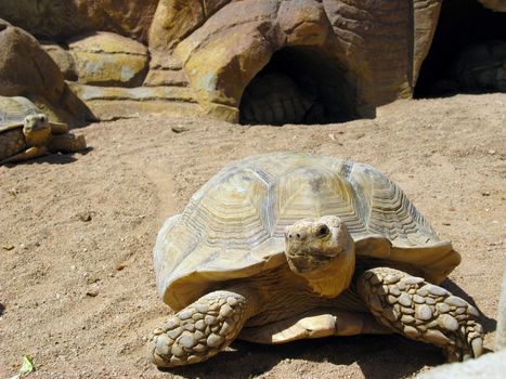 Turtle and desert, Sharm el Sheikh, Egypt