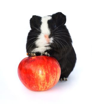 Small guinea pig leaning on a red apple proudly. Isolated on white.