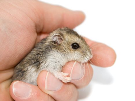 A cute hamster sitting on a palm.