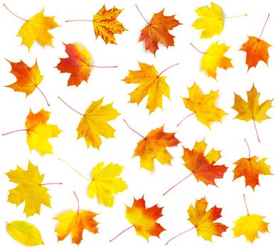 autumn maples leaf isolated on white background