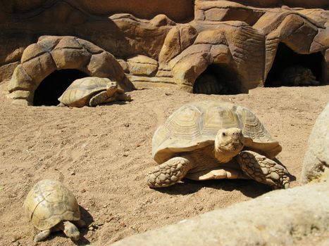 Turtles and desert, Sharm el Sheikh, Egypt