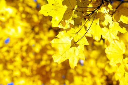 autumn leaves background in sunny day