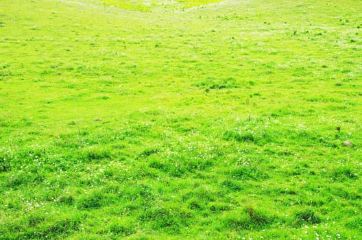 green grass texture from a  field             