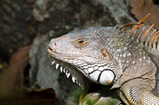 Iguana in zoo.