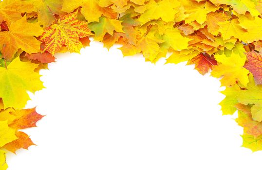 autumn maple leaves isolated on a white