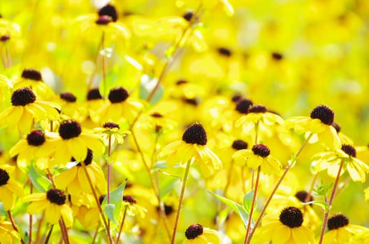 abstract yellow flowers on field