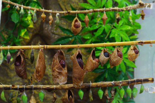 birth of butterflies from cocoons