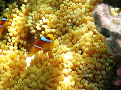 Two-banded clownfish and sea anemones in Red sea
