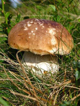 Boletus on the lawn in the autumn forest