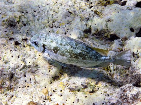 Tropical fish and coral reef, Marsa Alam, Egypt