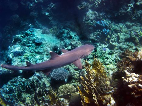 Whitetip reef shark and coral reef in Red sea