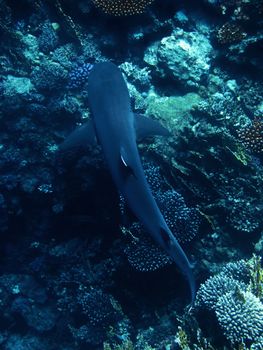 Whitetip reef shark and coral reef in Red sea