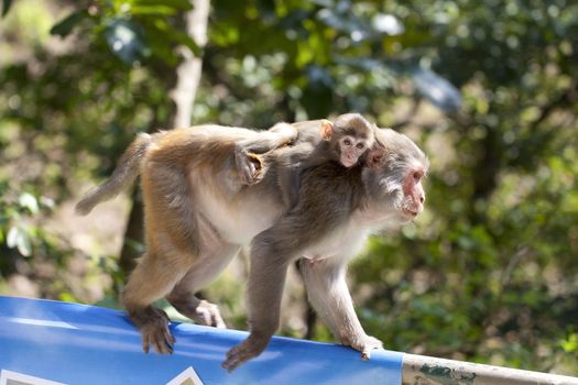 Ape monkey mother carrying baby in countryside 