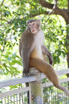 Monkey ape looking in wild environment