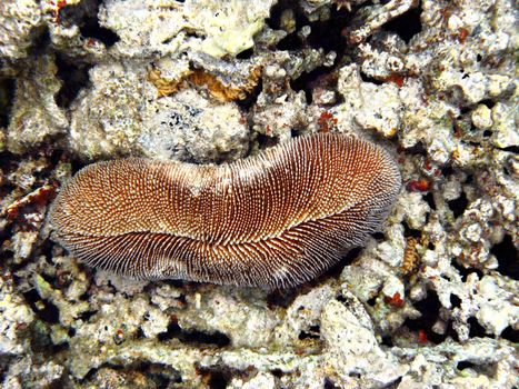 Fungia and coral reef in Red sea, Egypt