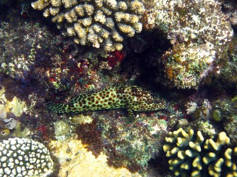 Greasy Grouper and coral reef in Red sea