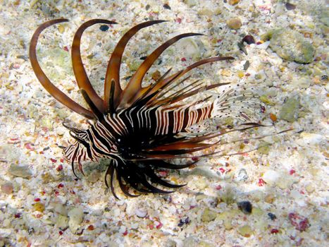 Lionfish and coral reef in Red sea, Egypt