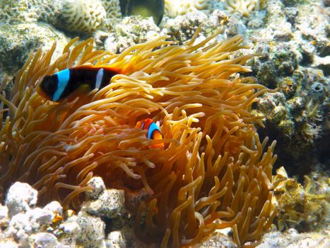 Two-banded clownfishes and sea anemones in Red sea