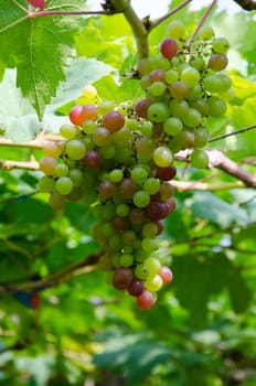 Grape in vineyard. Agricultural industry.