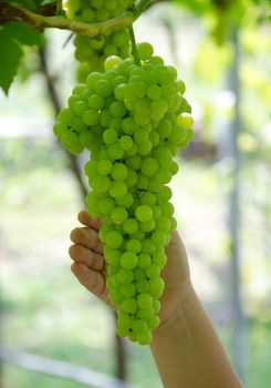 Harvesting grapes in a vineyard.