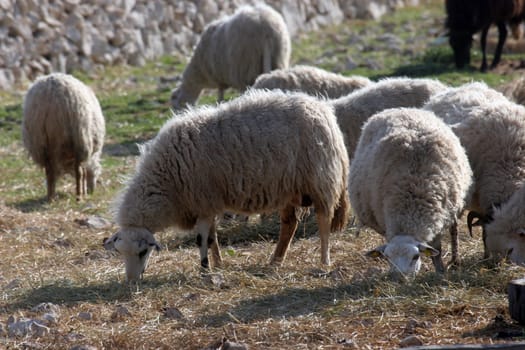 Sheeps