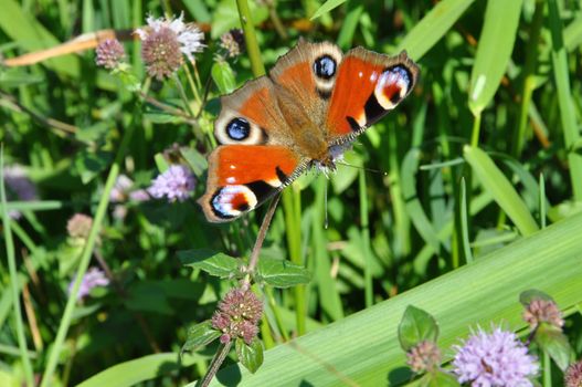 European Peacock (Inachis io) sitting on plant