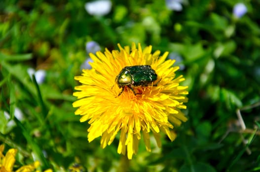 Green rose chafer (Cetonia aurata) and dandelion