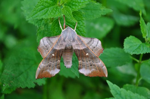 Poplar Hawk-moth (Laothoe populi) on nettle leaf