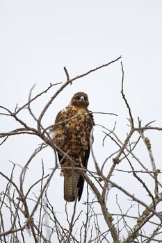 Galapagos Hawk on a rainy day,  Santa Fe