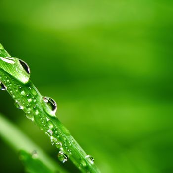 big water drop on grass blade