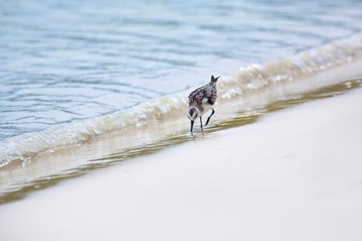 Mockingbird walking along the the beach, looking for food