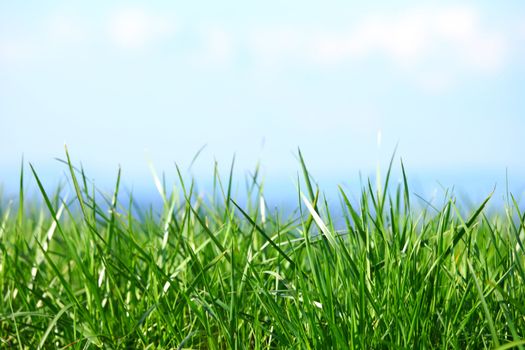 green grass under blue sky