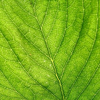 summer green leaf macro close up